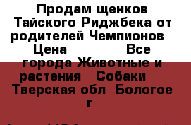 Продам щенков Тайского Риджбека от родителей Чемпионов › Цена ­ 30 000 - Все города Животные и растения » Собаки   . Тверская обл.,Бологое г.